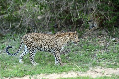 leopar