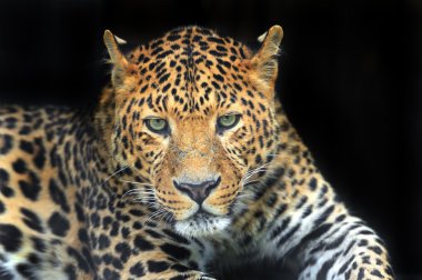 leopar