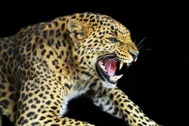 vahşi leopar