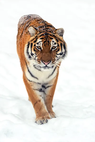 Amur tiger — Stockfoto