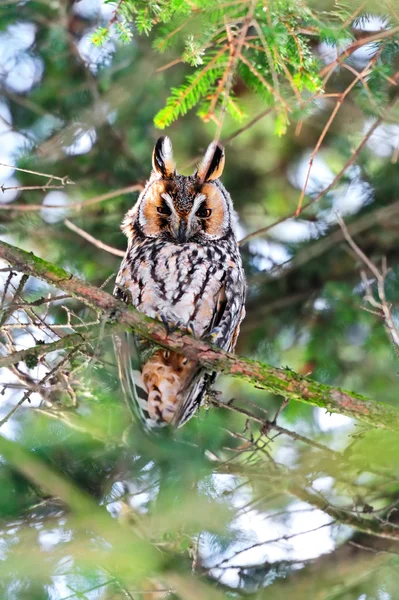 Portrait Owl — Stock Photo, Image