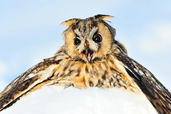 Portrait Owl — Stock Photo, Image