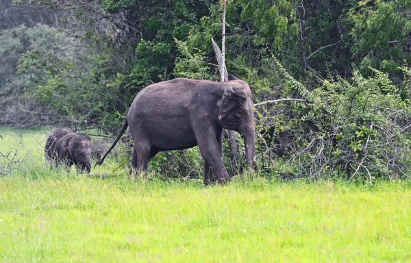 Elefanti indiani — Foto Stock