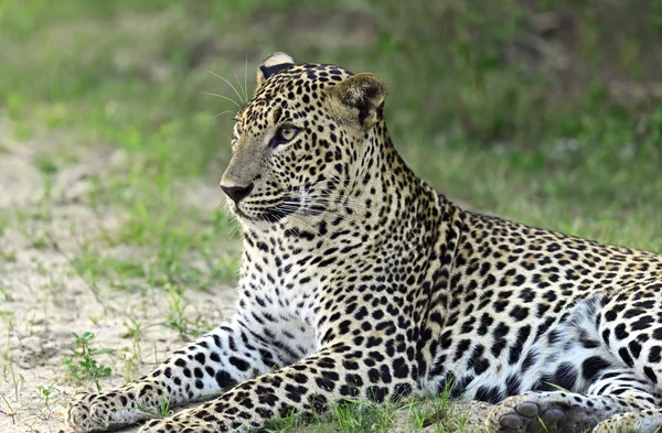 Leopard — Stockfoto