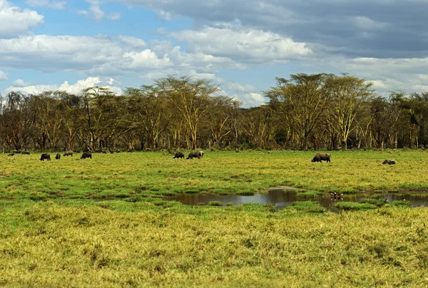 Bufalo africano — Foto Stock