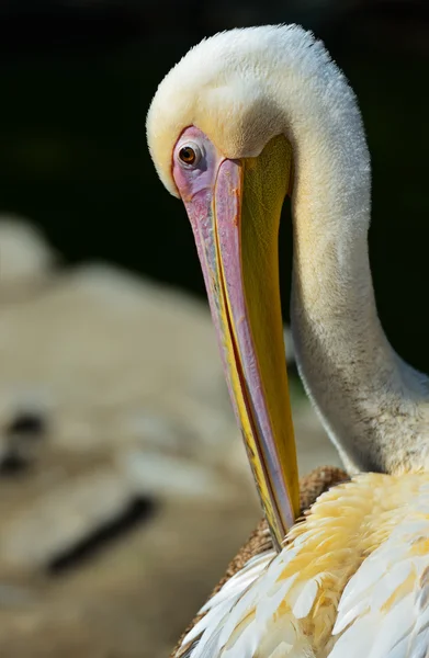 Pelican — Stock Photo, Image