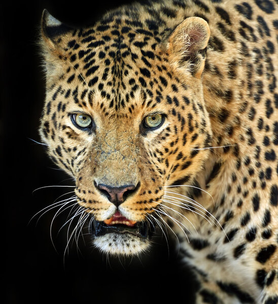 Leopard