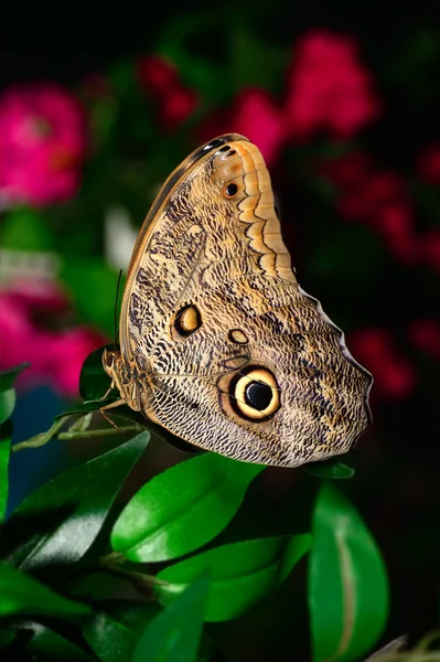 Mondo delle farfalle — Foto Stock