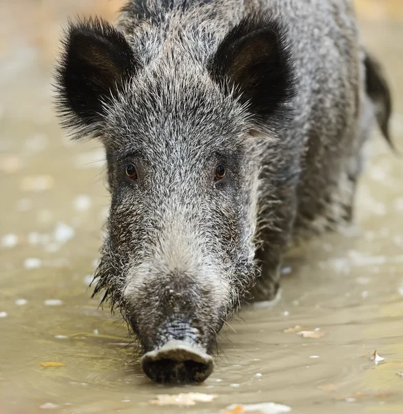 Wildschweine — Stockfoto