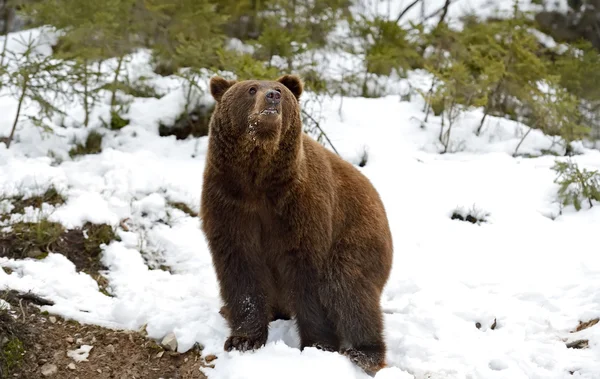 Brown Bear — Stock Photo, Image