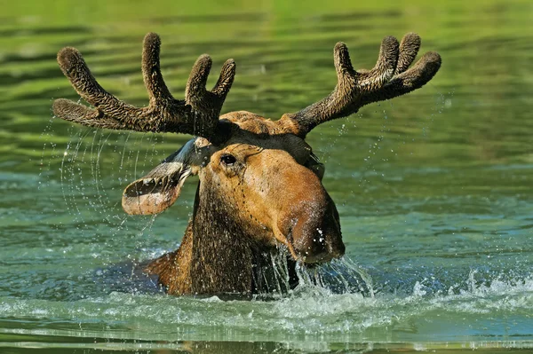 Älg skog — Stockfoto