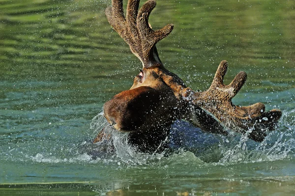 Floresta de alces — Fotografia de Stock