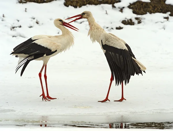 Stork in the winter — Stock Photo, Image