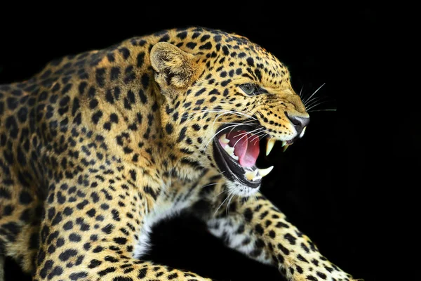 Wild Leopard — Stock Photo, Image