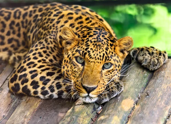 Leopardo selvagem — Fotografia de Stock