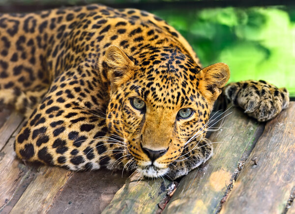 Wild Leopard