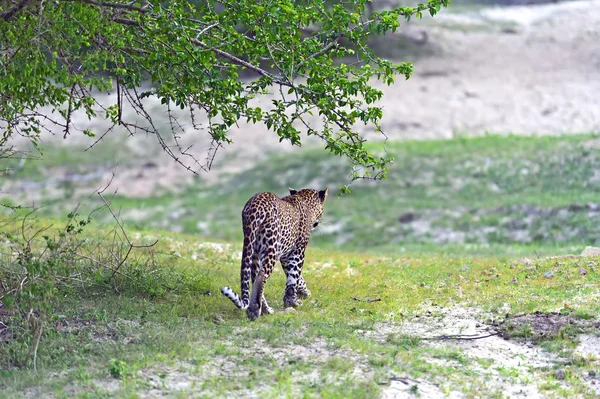 Leopard — Stock Photo, Image