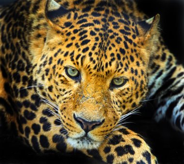 vahşi leopar