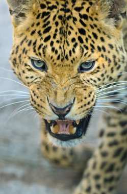leopar