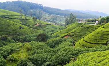 çay plantasyon