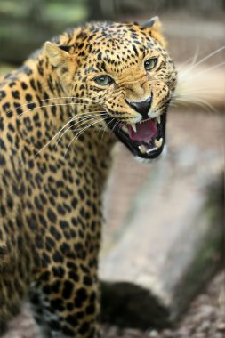 leopar