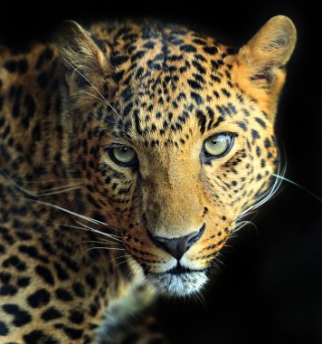 leopar
