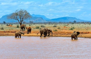 Filler Tsavo Doğu