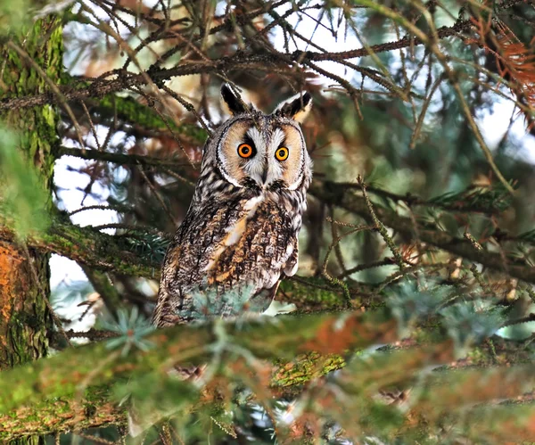 Portrait Owl — Stock Photo, Image