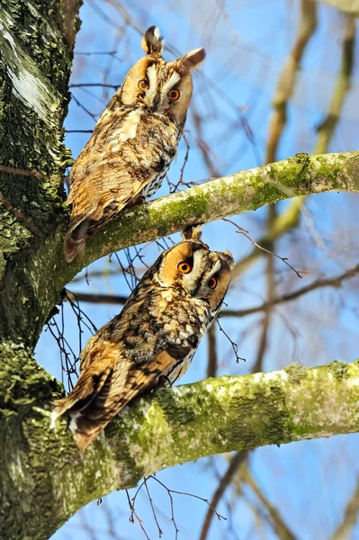 Porträt-Eule — Stockfoto