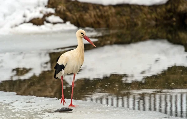 Storch im Winter — Stockfoto