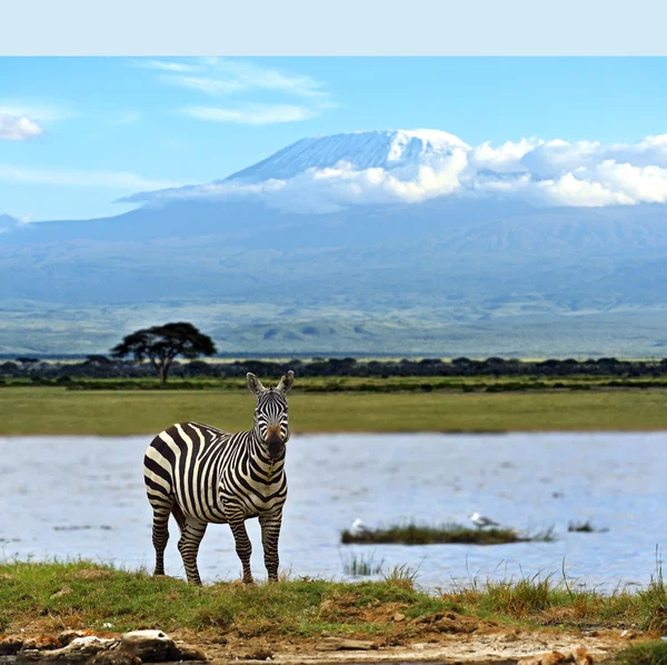 Zebra — Stockfoto