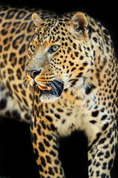 Leopard — Stockfoto