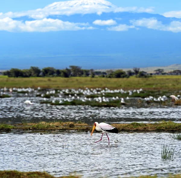 Yellow-Billed Stork — Stock Photo, Image