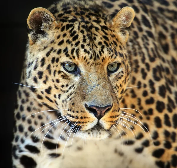 Leopard — Stockfoto