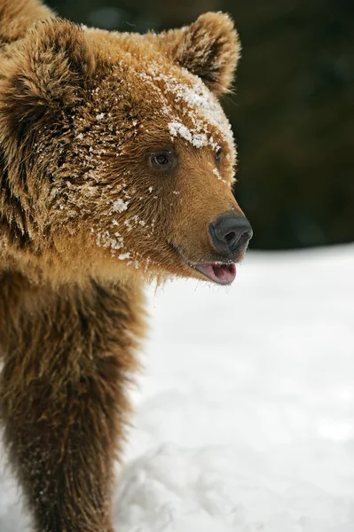 Urso castanho — Fotografia de Stock