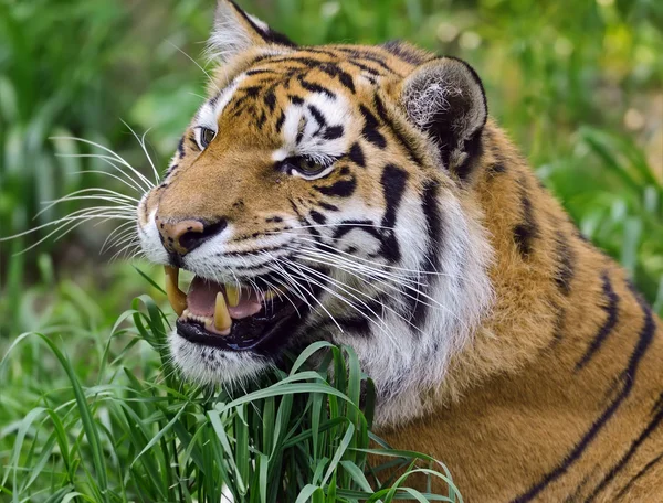 Tigre — Foto de Stock