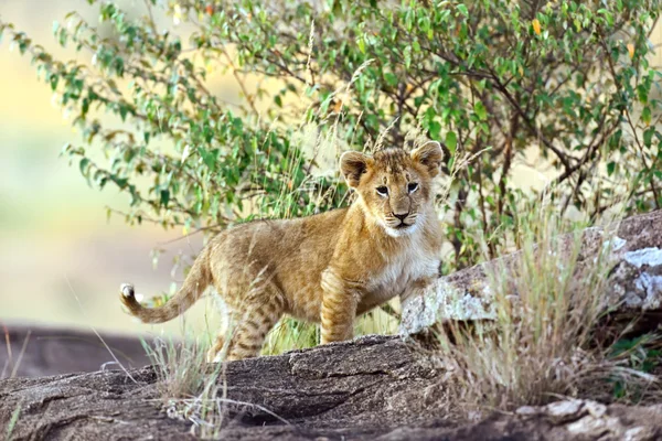Masai Mara lejon — Stockfoto
