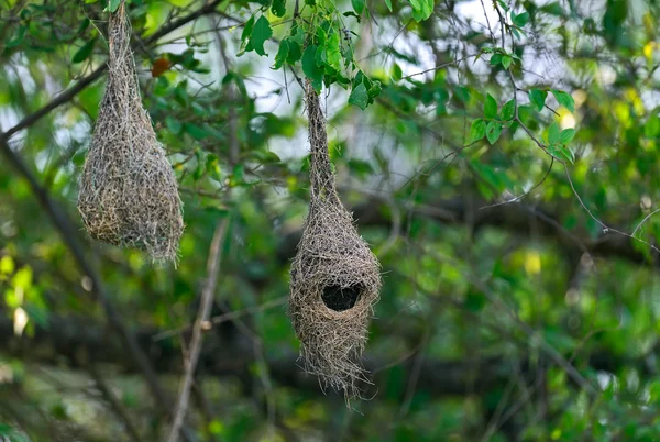 Den afrikanska sparrow — Stockfoto