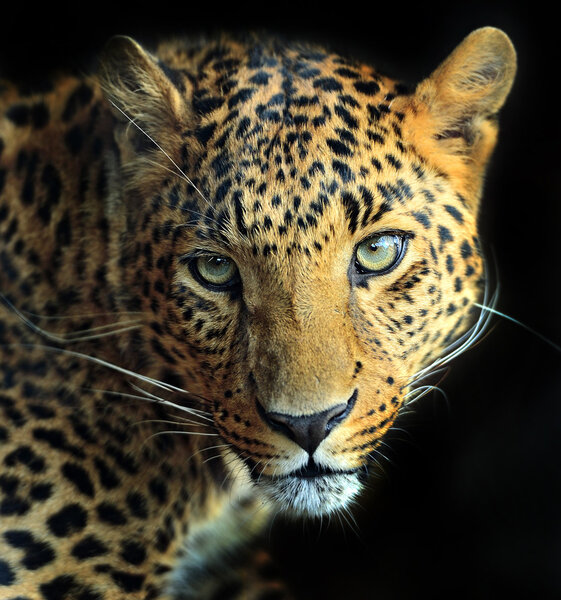 Leopard