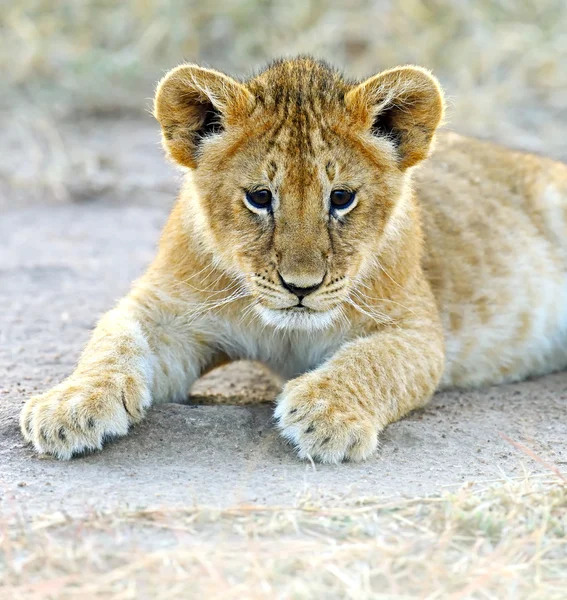 Masai mara leões — Fotografia de Stock