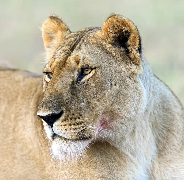 Masai Mara Lions — Stock fotografie