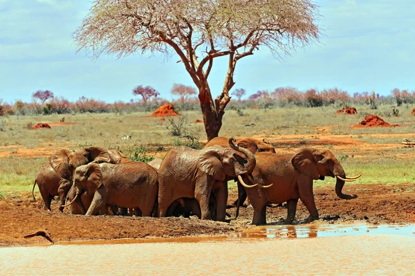Słonie Tsavo East — Zdjęcie stockowe