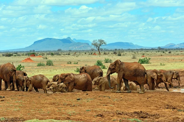 Elephants Tsavo East — Stock Photo, Image