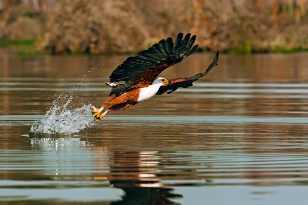 Águila de pescado — Foto de Stock