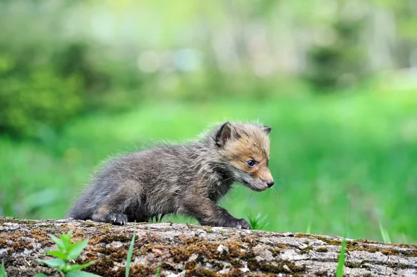 Fox cub — Stock Photo, Image