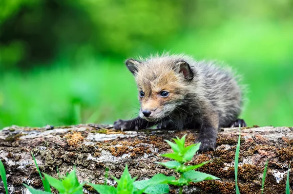 Fox Cub — Stockfoto