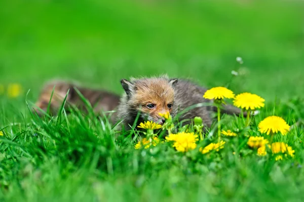 狐狸崽 — 图库照片