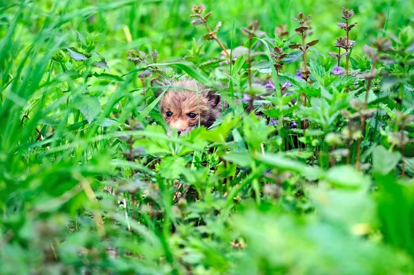 Fox cub — Stock Photo, Image