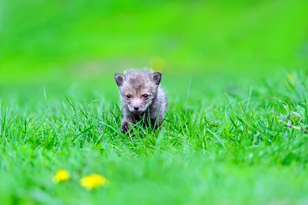 Fox Cub — Stockfoto