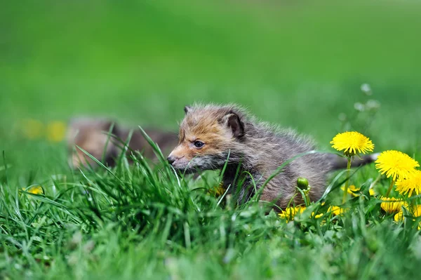 Fox Cub — Stockfoto